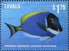 Colnect-3146-423-Powderblue-Surgeonfish-Acanthurus-leucosternon.jpg