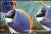 Colnect-3977-594-Powderblue-Surgeonfish-Acanthurus-leucosternon.jpg