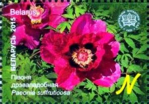 Colnect-2705-115-Paeonia-suffruticosa.jpg