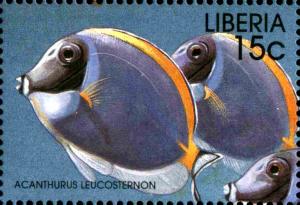 Colnect-3977-588-Powderblue-Surgeonfish-Acanthurus-leucosternon.jpg