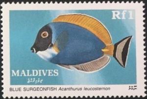 Colnect-4855-595-Powderblue-Surgeonfish-Acanthurus-leucosternon.jpg