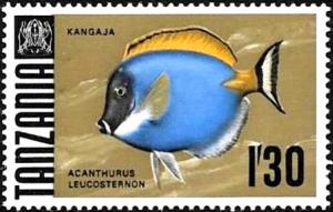 Colnect-4912-075-Powderblue-Surgeonfish-Acanthurus-leucosternon.jpg