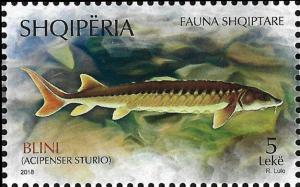 Colnect-5472-150-Sturgeon-Acipenser-sturio.jpg