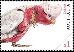 Colnect-5639-757-Galah-Eolophus-roseicapilla.jpg