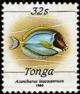 Colnect-3668-207-Powderblue-Surgeonfish-Acanthurus-leucosternon.jpg