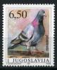 Colnect-1248-023-Carrier-pigeon-Columba-livia-domestica.jpg