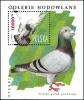 Colnect-1494-066-Polish-Carrier-Pigeon-Columba-livia-forma-domestica.jpg