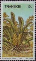 Colnect-1712-323-Encephalartos-vilosus.jpg