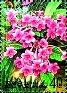 Colnect-2382-945-Streptocarpus-hybrida.jpg