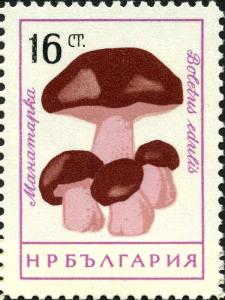 Colnect-2824-194-Cep-Boletus-edulis.jpg