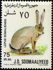 Colnect-4220-956-Lepus-somaliensis.jpg