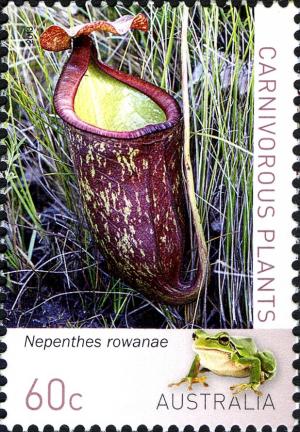 Colnect-1917-006-Nepenthes-rowanae.jpg