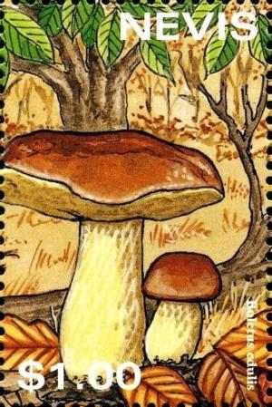 Colnect-2051-511-Cep-Boletus-edulis.jpg