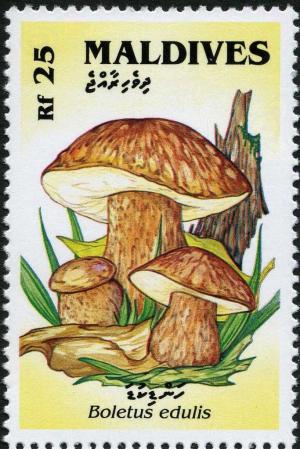 Colnect-2978-867-Cep-Boletus-edulis.jpg