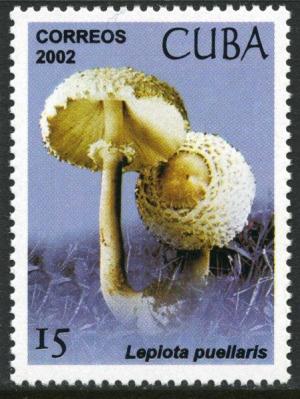 Colnect-4442-206-Lepiota-puellaris.jpg