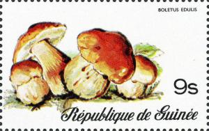 Colnect-5670-565-Cep-Boletus-edulis.jpg