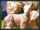 Colnect-3395-706-Sheep-Ovis-ammon-aries.jpg