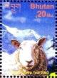 Colnect-3399-798-Sheep-Ovis-ammon-aries.jpg