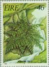 Colnect-128-823-Killarney-Fern-Trichomanes-speciosum.jpg