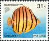 Colnect-1685-180-Eight-banded-Butterflyfish-Chaetodon-octofasciatus.jpg