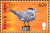 Colnect-1764-416-Royal-Tern-Thalasseus-maximus.jpg