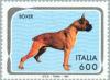 Colnect-179-100-German-Boxer-Canis-lupus-familiaris.jpg