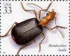 Colnect-201-329-Bombardier-Beetle-Brachinus-sp.jpg