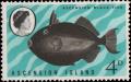 Colnect-3139-661-Black-Triggerfish--Melichthys-ringens-.jpg