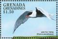 Colnect-4213-475-Arctic-Tern---Sterna-paradisaea.jpg