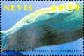 Colnect-4411-272-Sperm-whale-and-calf.jpg