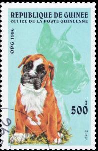 Colnect-3570-153-German-Boxer-Canis-lupus-familiaris.jpg