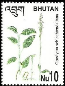 Colnect-1816-103-Goodyera-schlechtendaliana.jpg