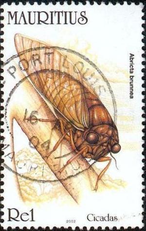 Colnect-1067-088-Floury-Baker-Cicada-Abricta-brunnea.jpg