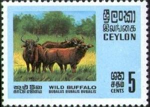 Colnect-1400-063-Wild-water-buffalo-Bubalus-arnee.jpg