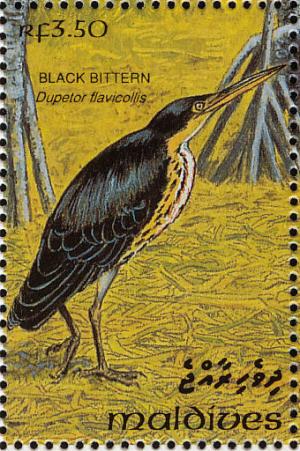 Colnect-1428-093-Black-Bittern-Ixobrychus-flavicollis.jpg