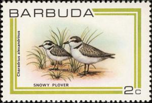 Colnect-1506-891-Snowy-Plover-Charadrius-alexandrinus.jpg