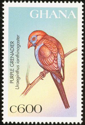 Colnect-1718-841-Purple-Grenadier-Uraeginthus-ianthinogaster.jpg