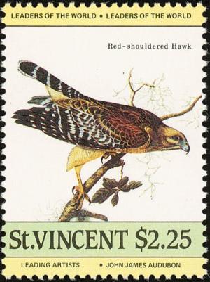 Colnect-1748-166-Red-shouldered-Hawk-Buteo-lineatus-.jpg