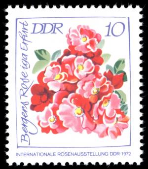 Colnect-1978-683-Bergers-Rose-iga-Erfurt.jpg