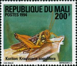 Colnect-2593-180-Grashopper-Kraussaria-angulifera.jpg