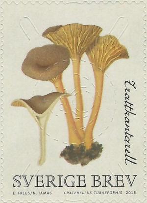 Colnect-2981-055-Craterellus-tubaeformis.jpg