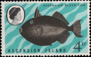 Colnect-3139-661-Black-Triggerfish--Melichthys-ringens-.jpg