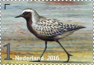 Colnect-3272-241-Grey-Plover-Pluvialis-squatarola-.jpg