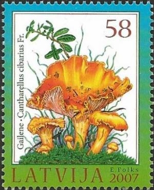 Colnect-3359-275-Golden-Chanterelle-Cantharellus-cibarius.jpg