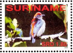 Colnect-3837-114-Scarlet-backed-Flowerpecker%C2%A0%C2%A0%C2%A0%C2%A0Dicaeum-cruentatum.jpg