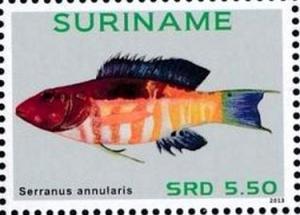 Colnect-4090-033-Serranus-annularis.jpg