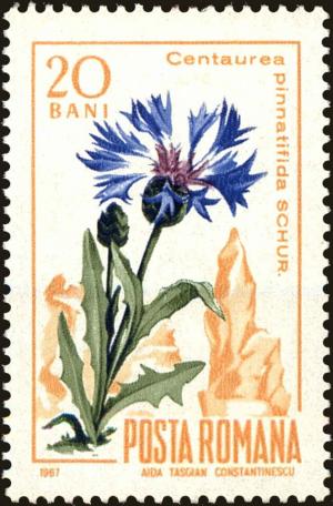 Colnect-5051-144-Cornflower-Centaurea-pinnatifida.jpg