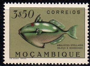 Colnect-594-970-Starry-Triggerfish-Abalistes-stellaris.jpg