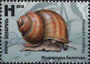 Colnect-5996-007-Lister-s-River-Snail-Viviparus-contectus.jpg