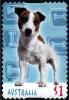 Colnect-2576-969-Jack-Russell-Terrier-Canis-lupus-familiaris.jpg